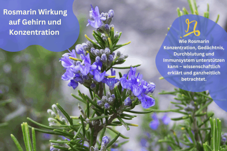 Rosmarin Wirkung auf Gehirn und Konzentration