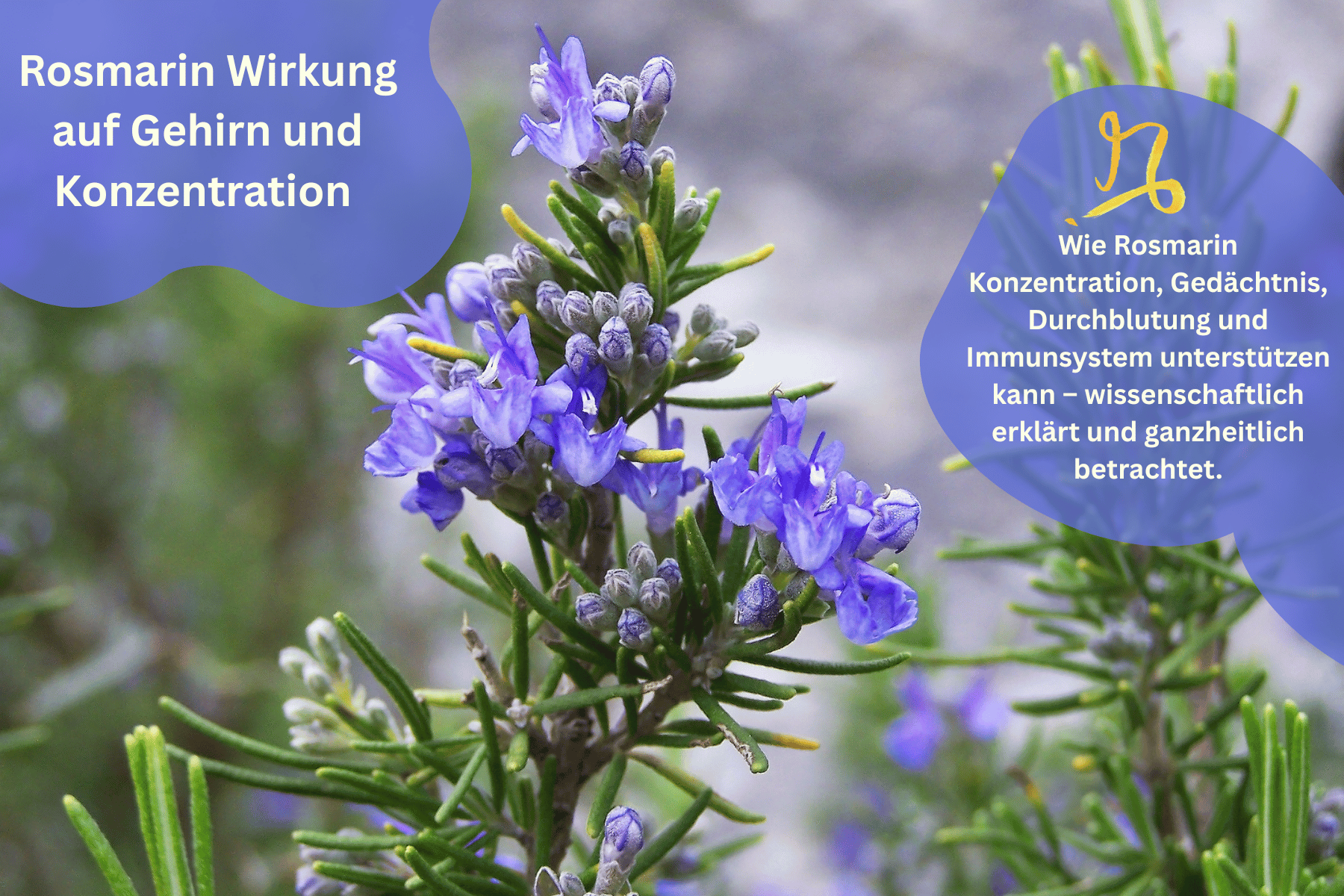 Frische Rosmarinzweige als natürliche Heilpflanze für Konzentration, Gehirnleistung und Gesundheit