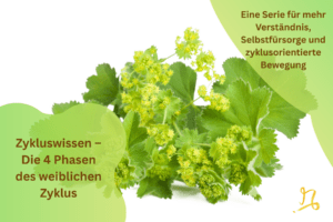 Zykluswissen – Die 4 Phasen des weiblichen Zyklus