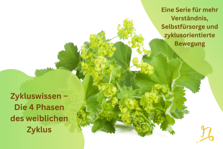 Zykluswissen – Die 4 Phasen des weiblichen Zyklus