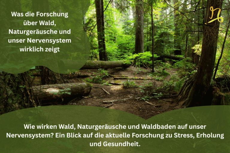 Forschung über Wald, Naturgeräusche und unser Nervensystem