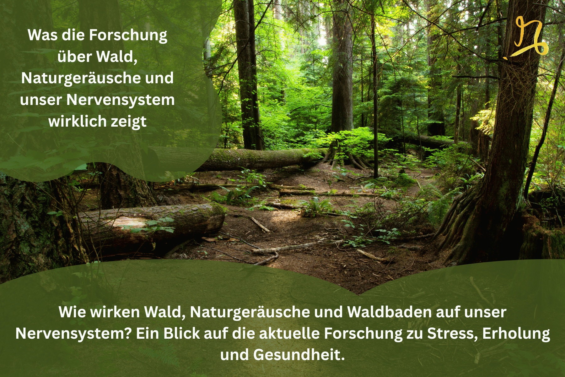 Wie wirken Wald, Naturgeräusche und Waldbaden auf unser Nervensystem? Ein Blick auf die aktuelle Forschung zu Stress, Erholung und Gesundheit.