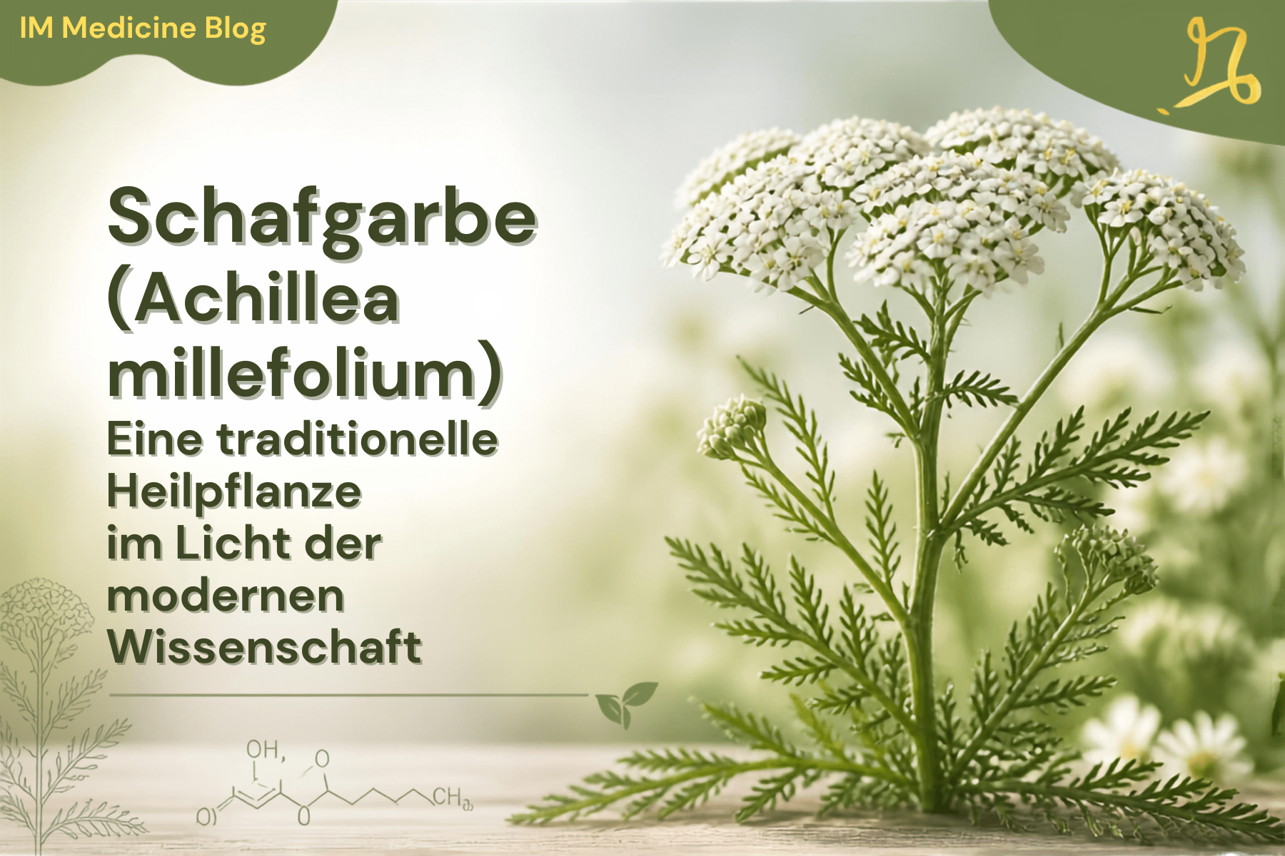 Schafgarbe (Achillea millefolium) und ihre traditionelle Anwendung als Heilpflanze
