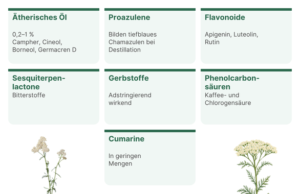 Schafgarbe Bestandteile